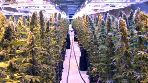 Flin Flon mine in Manitoba, where the Canadian government grows marijuana