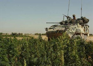 Canadian troops have stumbled across enemy forests of marijuana