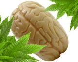 Cannabis helps protect the brain