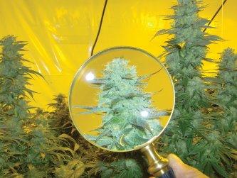 Dan V.  sent this artistic photograph of a bud and magnifying glass.
