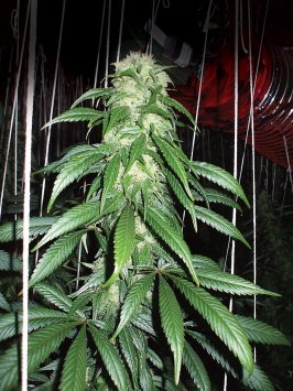 Dave's hashplants were grown hydroponically and produced about 1 1/2 pounds per plant