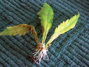 Even a leaf can root!