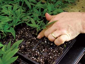 Placing clones in the soil