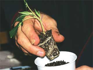 Rooted clone being transplanted