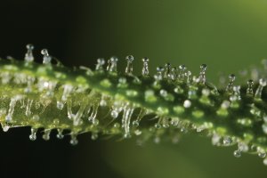Sticky resinous growths knows as trichomes are home to the active ingredients in cannabis. (Click picture to enlarge)