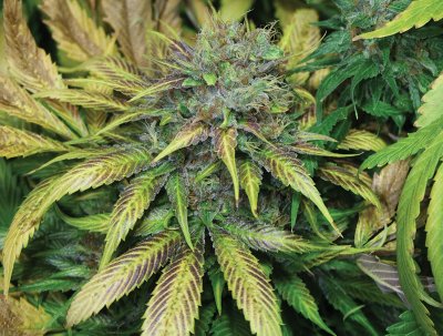 This beautiful Rosetta Stone x Green Giant plant is from Jason.
