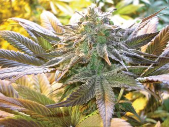 Mik Mann, a medicinal license-holder, shares his latest beautiful plants.