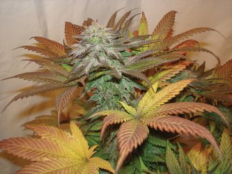 Mik Mann's Budshot 2