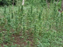 A field in the jungle.