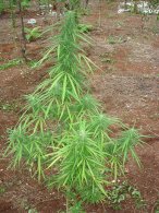 A very Sativa-looking plant.