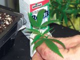 14. Place into rooting hormone.