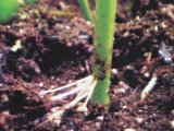 17. Top roots.