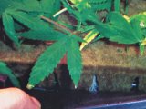 19. Bottom roots in Rockwool®
