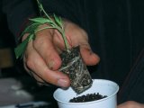 20. Transplanting Clone.