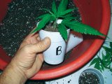 21. Clone in beer cup.