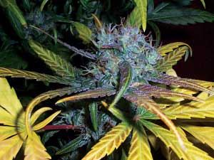 Unknown strain from Green1, CC forums