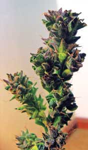 "True Blueberry" from Throwgar, CC forums