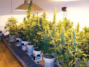 Various strains from Kant Sae, email