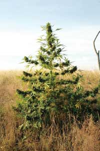 Unknown strain from St. Stephen, CC forums