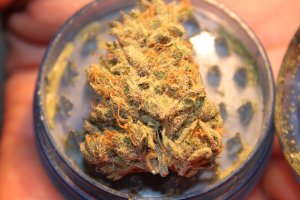 Dr. Walker's Daze is an uplifting sativa strain with a distinctly energetic effect. (Click photos to enlarge)