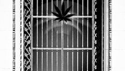 Cannabis substitution is being recognized as a viable solution in the battle against drug addiction.