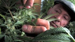 Sam Mellace sees the day his company is a leader in distributing medical marijuana. But he has to persuade Ottawa to let his business be.